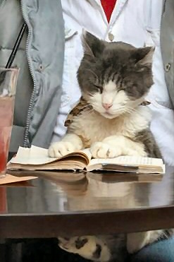 kucing baca